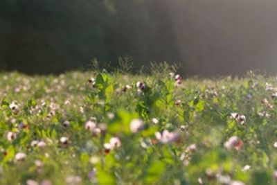 Blog O Tematyce Rolniczej Rolnikuj Pl